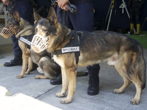 マカオの警察犬（写真はイメージ）―本紙撮影