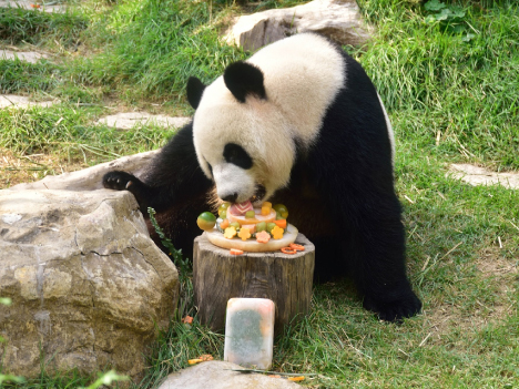 8歳の誕生日を迎えたジャイアントパンダの「シンシン」＝マカオジャイアントパンダパビリオン（写真：IACM）