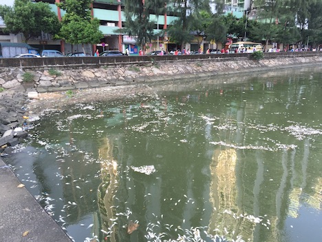 魚の大量死がみつかった筷子基北灣の現場＝10月8日（写真：DSPA＝マカオ環境保護局）