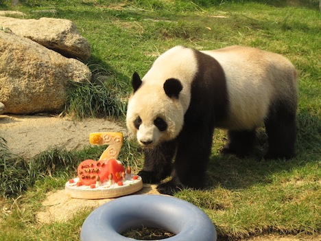 今年（2015年）8月、マカオで7歳の誕生日を迎えたスーヤン（写真：IACM）