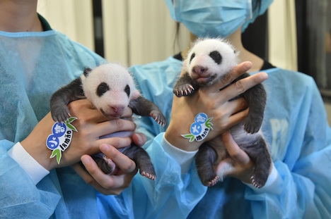 マカオで誕生した双子の赤ちゃんパンダ。生後約1ヶ月（写真提供：IACM）