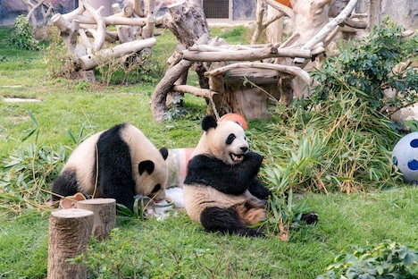 2歳の誕生日を迎えた双子のオスのジャイアントパンダの健健（左）と康康（右）＝2018年6月26日（写真：IACM）