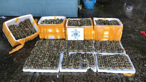 密輸された上海蟹（写真：澳門海關）